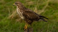 Buizerd