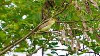 Orpheusspotvogel
