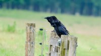 Raven