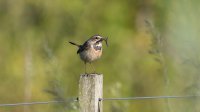 Blauwborst (vrouw)