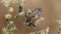 Blauwborst