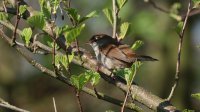 Cetti&#039;s Zanger