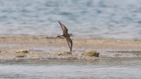 Temmincks Strandloper