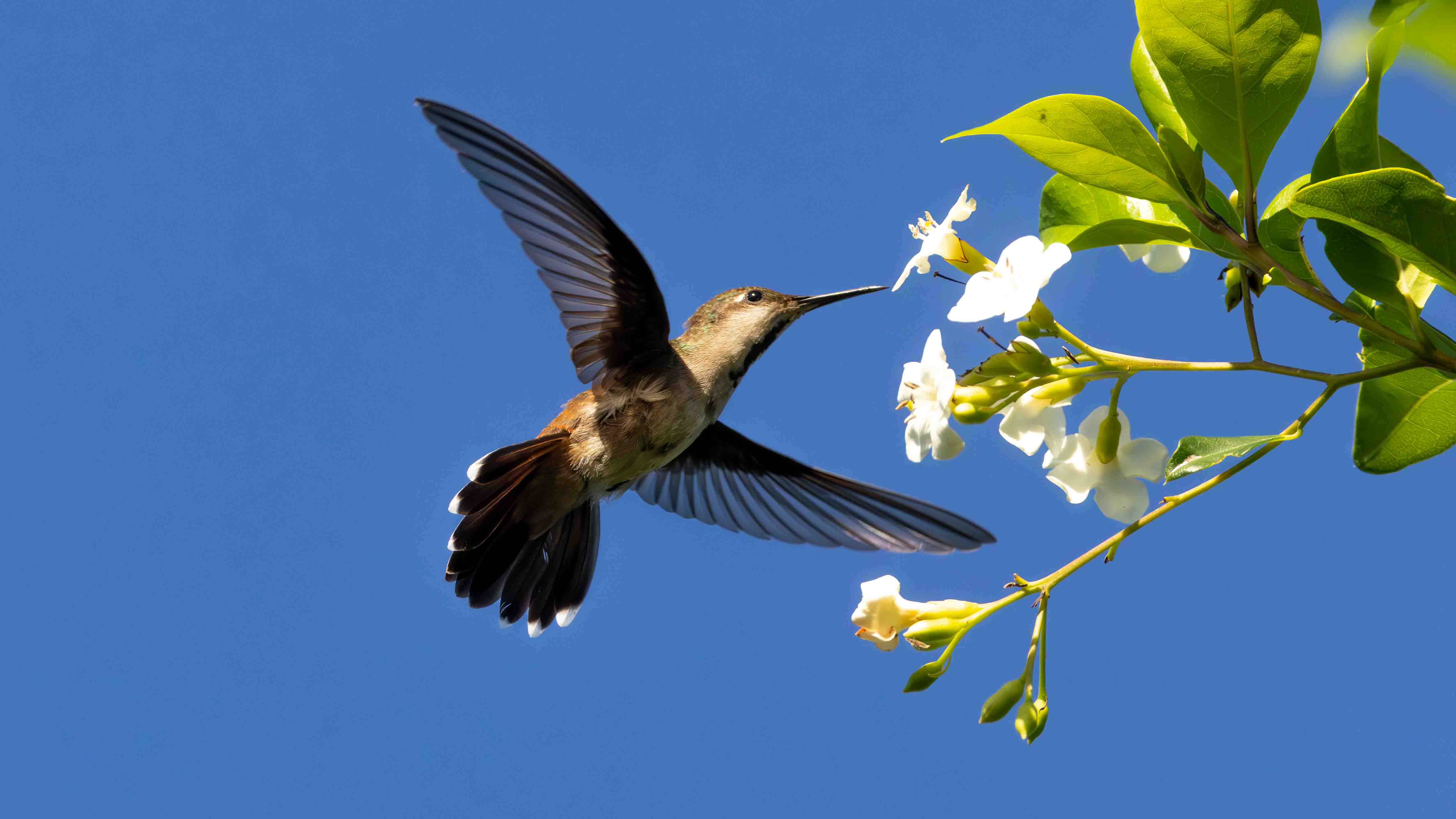 Vogels kijken op Curaçao