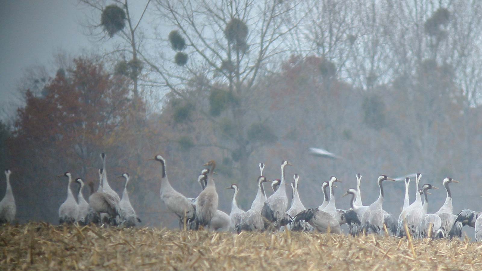 Lac-du-Der-Chantecoq 2003