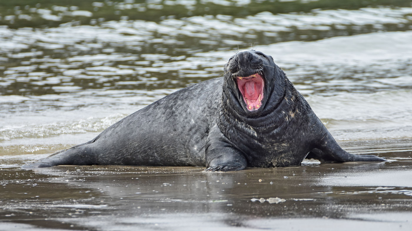 Zeehond ©Vogelwacht Uden