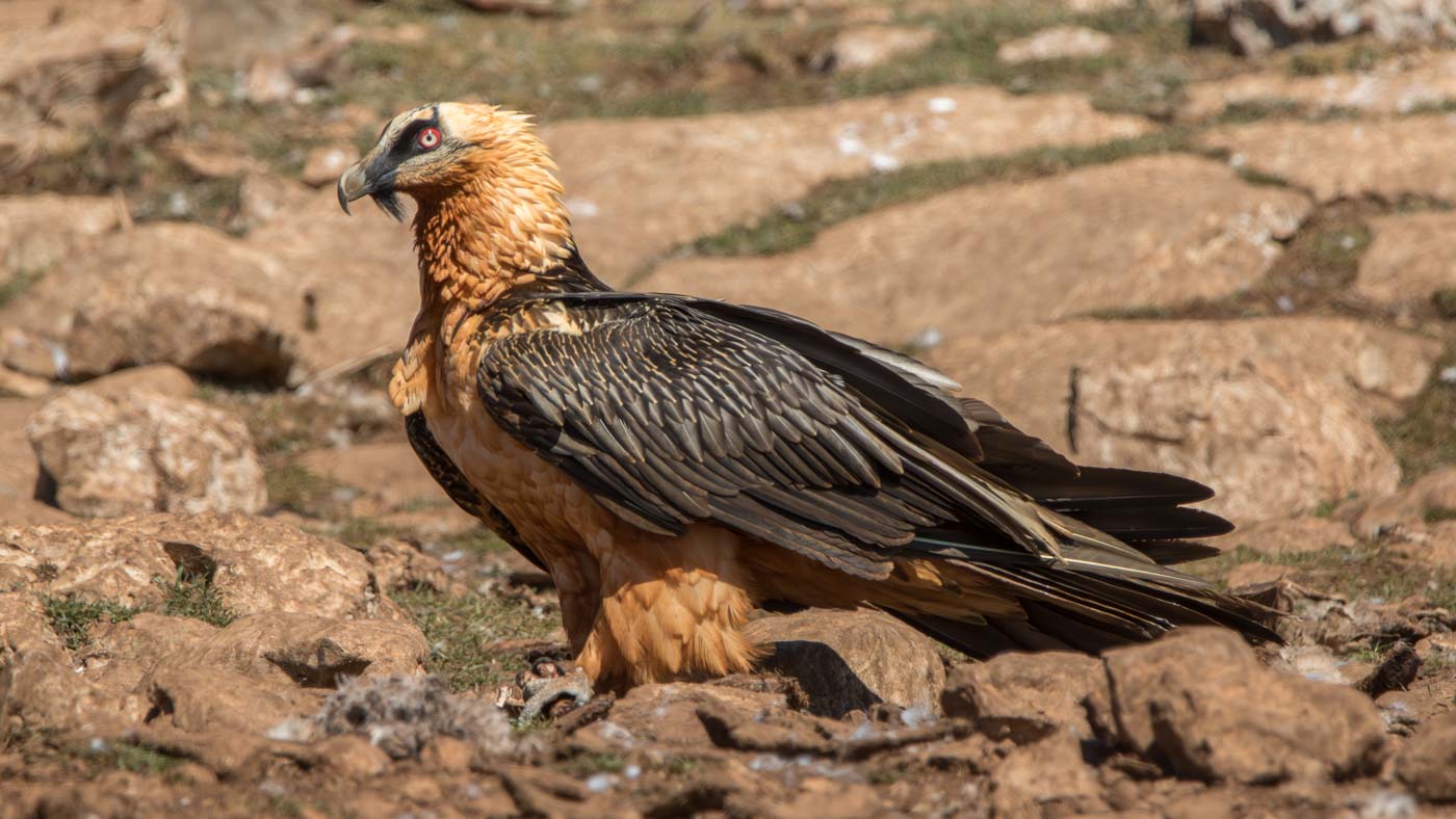 Catalonië Gierenreis 2019
