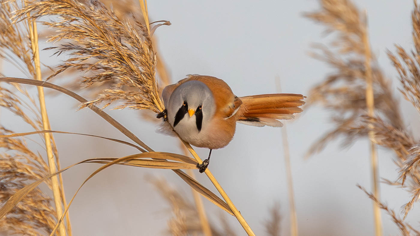 Laatste excursie 2025 Oostvaardersplassen