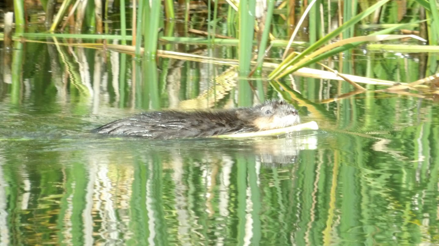 Muskusrat