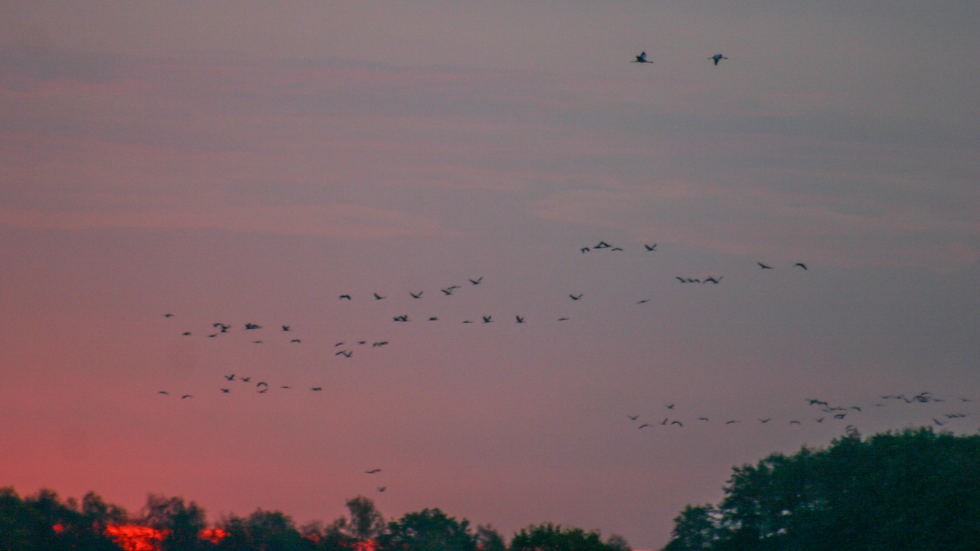 vliegende Kraanvogels ©Vogelwacht Uden