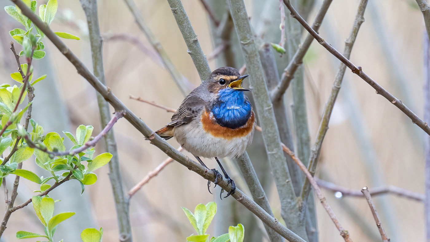 Blauwborst