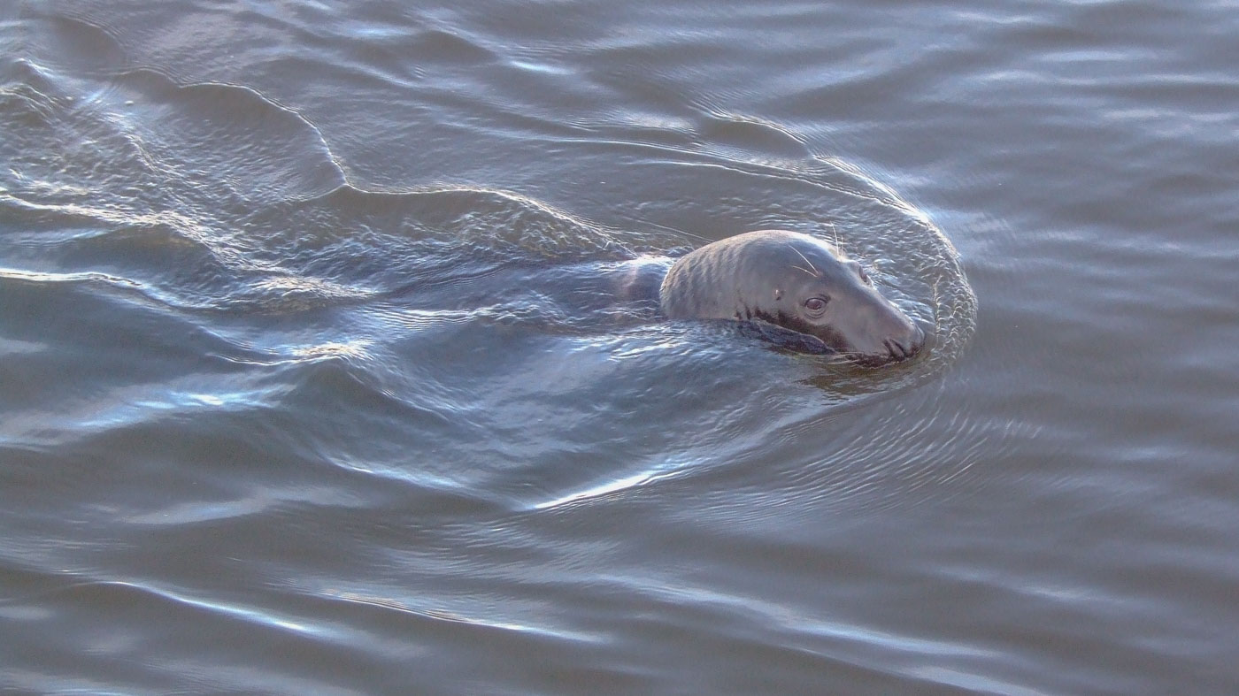 zeehond ©Vogelwacht Uden