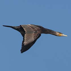 Aalscholver | Phalacrocorax carbo