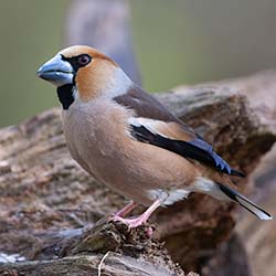 Appelvink | Coccothraustes coccothraustes