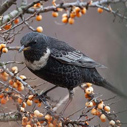 Beflijster | Turdus torquatus