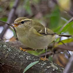 Bladkoning | Phylloscopus inornatus