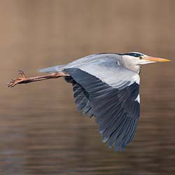 Blauwe Reiger | Ardea cinerea