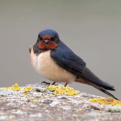 Boerenzwaluw | Hirundo rustica