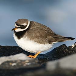 Bontbekplevier | Charadrius hiaticula