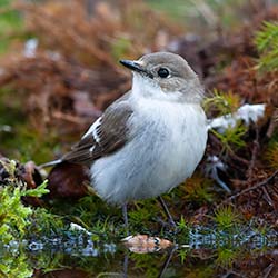 Bonte Vliegenvanger | Ficedula hypoleuca