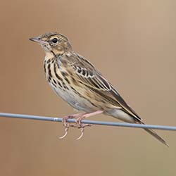 Boompieper | Anthus trivialis