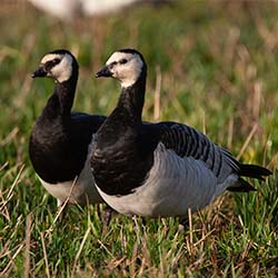 Brandgans | Branta leucopsis