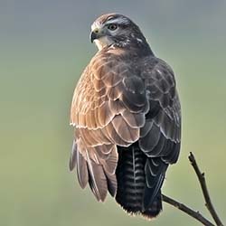 Buizerd | Buteo buteo