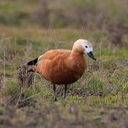 Casarca | Tadorna ferruginea