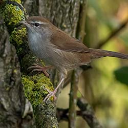 Cetti's Zanger | Cettia cetti