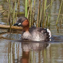 Dodaars | Tachybaptus ruficollis