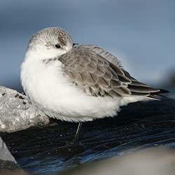 Drieteenstrandloper | Calidris alba