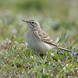 Duinpieper | Anthus campestris