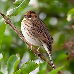 Dwerggors | Emberiza pusilla