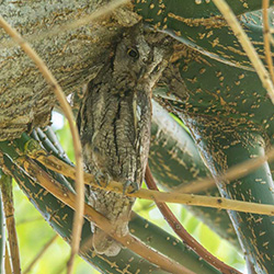 Dwergooruil | Otus scops