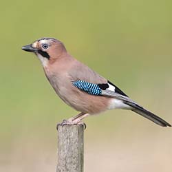 Gaai | Garrulus glandarius