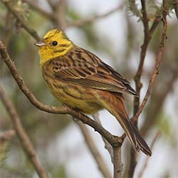 Geelgors | Emberiza citrinella Geelgors | Emberiza citrinella