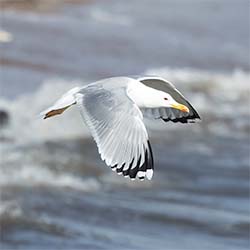 Geelpootmeeuw | Larus michahellis Geelpootmeeuw | Larus michahellis