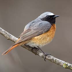 Gekraagde Roodstaart | Phoenicurus phoenicurus