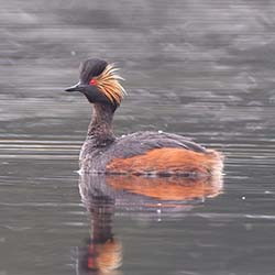 Geoorde Fuut | Podiceps nigricollis