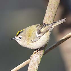 Goudhaan | Regulus regulus Goudhaan | Regulus regulus