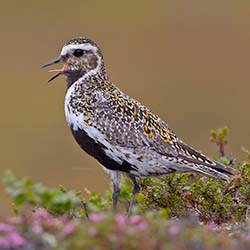 Goudplevier | Pluvialis apricaria Goudplevier | Pluvialis apricaria