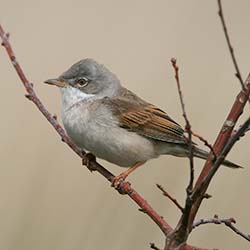 Grasmus | Curruca communis Grasmus | Curruca communis