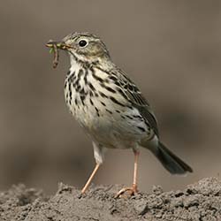 Graspieper | Anthus pratensis