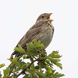 Grauwe Gors | Emberiza calandra Grauwe Gors | Emberiza calandra