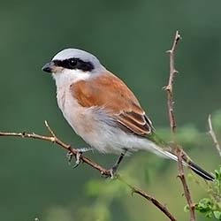 Grauwe Klauwier | Lanius collurio Grauwe Klauwier | Lanius collurio