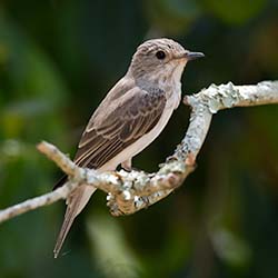 Grauwe Vliegenvanger | Muscicapa striata