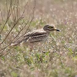 Griel | Burhinus oedicnemus Griel | Burhinus oedicnemus