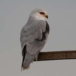 Grijze Wouw | Elanus caeruleus Grijze Wouw | Elanus caeruleus