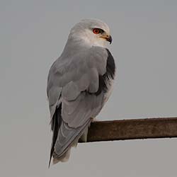 Grijze Wouw | Elanus caeruleus