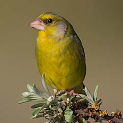 Groenling | Chloris chloris Groenling | Chloris chloris